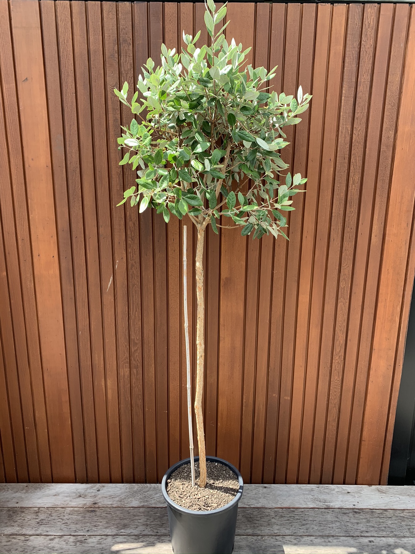 feijoa-standard-landscape-supply-co