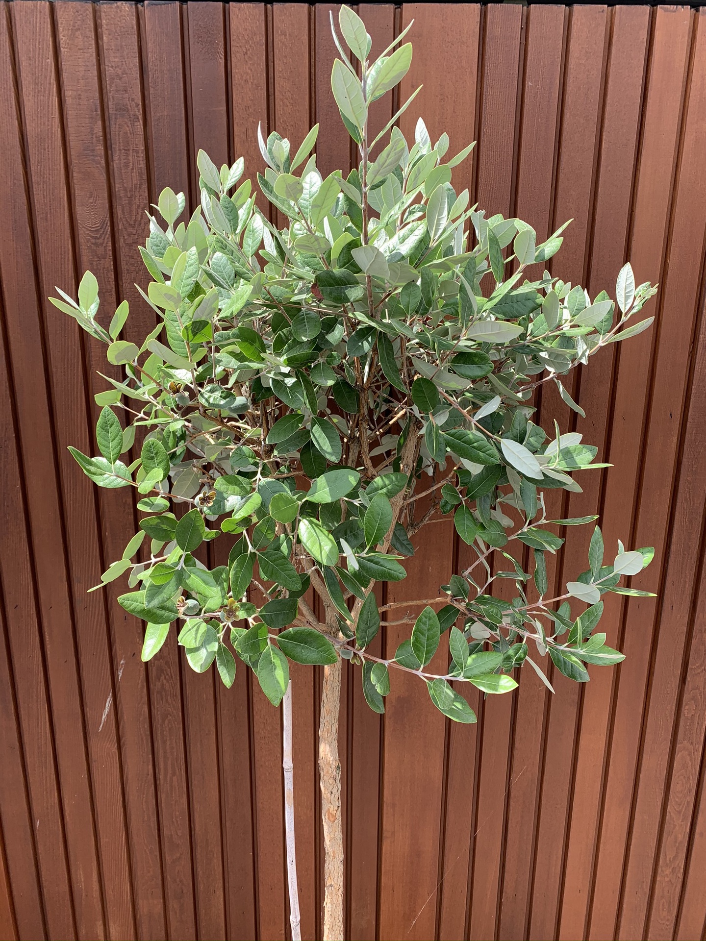 feijoa-standard-landscape-supply-co